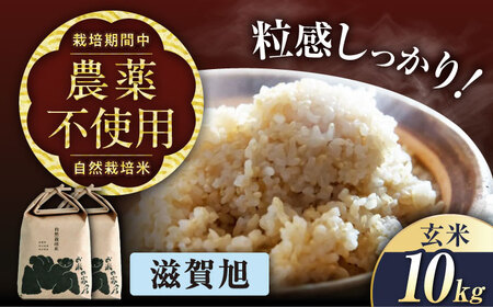 自然栽培米 滋賀旭 10kg 玄米 [AQCP041]玄米