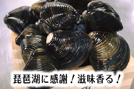 琵琶湖に感謝 滋味香る 琵琶湖産 天然瀬田シジミ D017sm 滋賀県近江八幡市 ふるさと納税サイト ふるなび