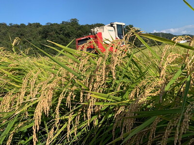 【7年産】近江米 にこまる 白米 10kg 【V018W1】 近江米