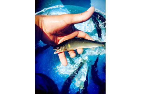 滋賀県産 鮎 琵琶湖産 わかさぎ 一夜干しセット【D007W】