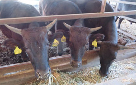 【返礼品なし】滋賀県近江八幡市への応援寄附金 2,000円【OM002W】