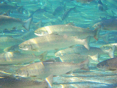 【PRキャンペーン対象】びわます 棒寿し 630g 【DH01W】 寿司