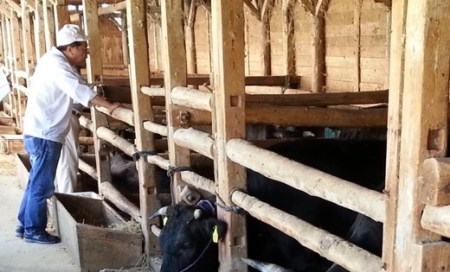 近江牛 肩ロース すき焼き 1kg ( 250g × 4 ) 総本家肉のあさの 【AE15W】 近江牛 牛肉すき焼き