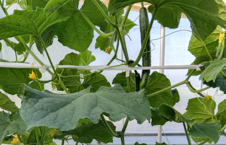 朝採りきゆうり4kg【FM01W】 野菜 新鮮