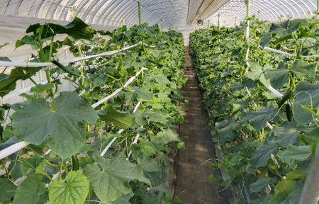 朝採りきゆうり5kg【FM02W】 野菜 新鮮