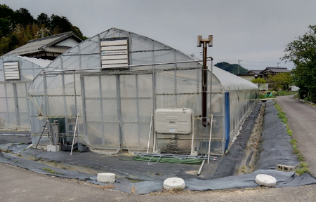 朝採りきゆうり5kg【FM02W】 野菜 新鮮