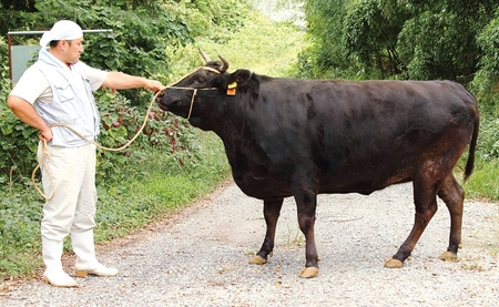 純近江牛 小分けが便利な牛こま肉定期便【3か月に1回お届け：全4回】[0383] | 近江牛 小分け こま肉 切り落とし 定期便 牛 肉 