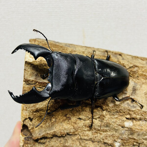 スマトラオオヒラタ 90mmUP 成虫 ペア