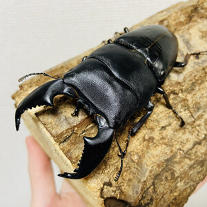 スマトラオオヒラタ 90mmUP 成虫 ペア