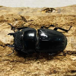 スマトラオオヒラタ 90mmUP 成虫 ペア