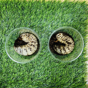 コーカサスオオカブト 幼虫 ペア