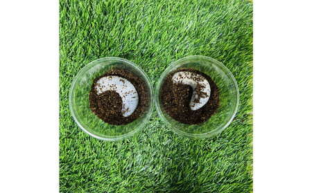 ヘラクレスオオカブト 幼虫 ペア