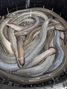 鰻 うなぎ 蒲焼き 1尾 約165g-180g