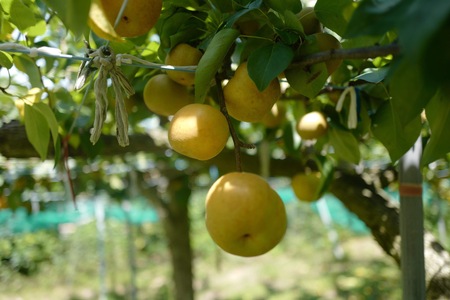 完熟採り もりやま梨(幸水)2キロ~2.3キロ【先行予約】