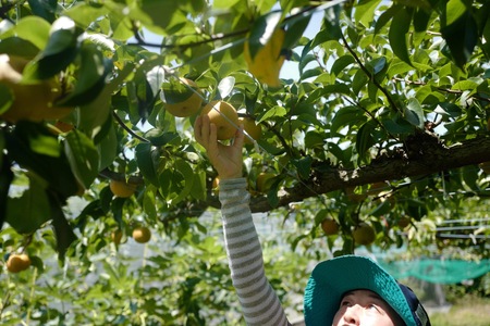 完熟採り もりやま梨(幸水)2キロ~2.3キロ【先行予約】