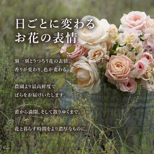 わばらの花束15本　 WABARA　Rose Farm KEIJI  國枝啓司 