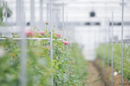 わばらの花束15本　 WABARA　Rose Farm KEIJI  國枝啓司 