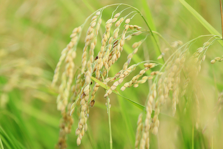 【令和8年】 先行予約近江米『コシヒカリ』 特別栽培米 10キロ(鮮度保持袋)