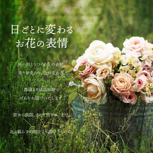 わばらの花束20本  Rose Farm KEIJI  WABARA 記念日 