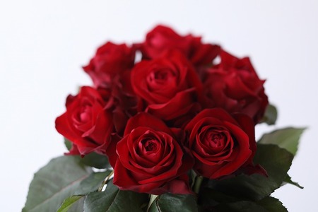 【総本数100本！】國枝バラ園から直送！Flower Bouquet（25本の花束×４ケース）赤