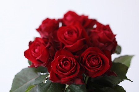 【総本数100本!】國枝バラ園から直送!Flower Bouquet(25本の花束×4ケース)赤系 薔薇 ばら バラ 花束 お祝い プレゼント 誕生日 ギフト 贈答 記念日 クニエダ株式会社 AN-0009-1