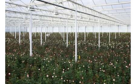 【定期便：12カ月】國枝バラ園から直送！Flower Bouquet（10本の花束）色おまかせ　　薔薇 ばら バラ 花束 お祝い プレゼント 誕生日 ギフト 贈答 記念日 クニエダ株式会社