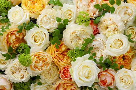 【定期便：12カ月】國枝バラ園から直送！Flower Bouquet（15本の花束）アプリコット系