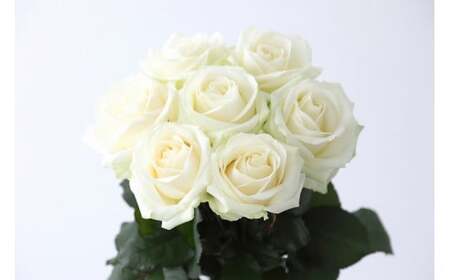 【定期便：12カ月】國枝バラ園から直送！Flower Bouquet（20本の花束）白