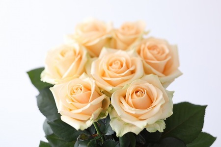 【定期便：12カ月】國枝バラ園から直送！Flower Bouquet（25本の花束）アプリコット系