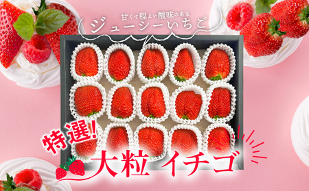 特選　大粒イチゴ 【先行予約】フルーツ 特選 大粒イチゴ  紅ほっぺ かおり野 