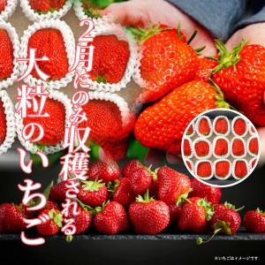 特選　大粒イチゴ 【先行予約】フルーツ 特選 大粒イチゴ  紅ほっぺ かおり野 