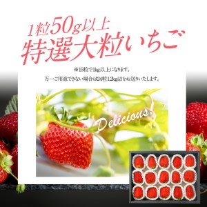 特選　大粒イチゴ 【先行予約】フルーツ 特選 大粒イチゴ  紅ほっぺ かおり野 
