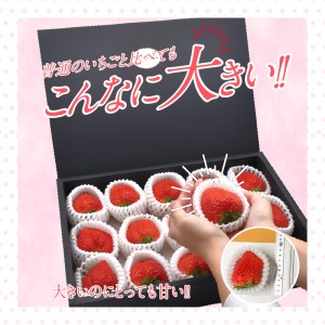 特選　大粒イチゴ 【先行予約】フルーツ 特選 大粒イチゴ  紅ほっぺ かおり野 