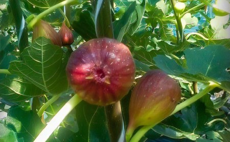 湖畔のいちじく贈答用 2パック 果物 フルーツ 【2026年配送・先行予約】