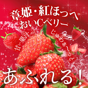 【2026年2月からお届け】いちご1ホール 9粒～12粒