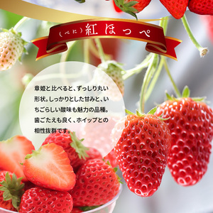 【2026年2月からお届け】いちご1ホール 9粒～12粒