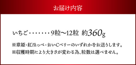 【2026年2月からお届け】いちご1ホール 9粒～12粒
