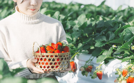 いちご狩り・ハーブ摘み体験ができるシンビオシスファーム招待券（5名まで可）　 栗東市 / ヤンマーシンビオシス株式会社 [BIBY011]