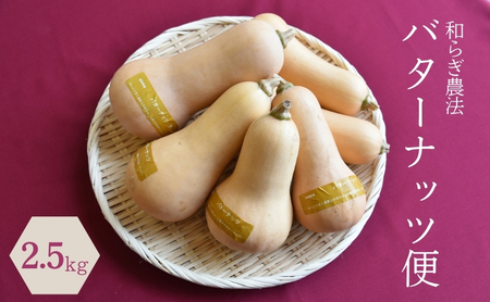【2026年9月下旬頃より順次発送】和らぎ農法　バターナッツ便（約2.5kg）（栽培期間中、農薬・化学肥料・動物性堆肥不使用）/ バターナッツ セット 詰め合わせ 新鮮 野菜 旬 / 滋賀県 栗東市 / ワダケン リアルソイルハウス [BIBM014]