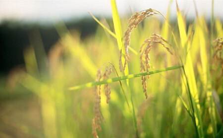 【先行予約・25年11月以降順次発送】特別栽培米『榮米』きらみずき 5kg 栗東市 / AMAファミリーズ榮農場 [BIAI023]