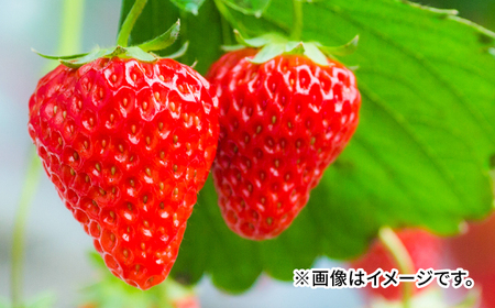【2026年4月発送】滋賀県産 いちご 「みおしずく」 2パック（約500g）/ 苺 イチゴ 果物 とれたて フルーツ / 栗東市 / まりゆ農園 【2026年配送不可：離島・北海道・沖縄・四国・九州】[BIBW002-4]