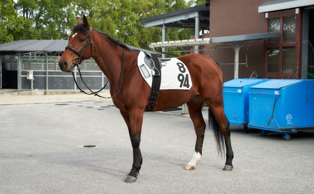 JRA/日本中央競馬会】調教用ゼッケン1枚と騎手サイン色紙1枚のセット 栗東カラー【数量限定】 | 滋賀県栗東市 | ふるさと納税サイト「ふるなび」