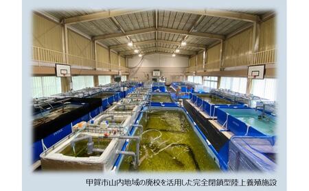 甲賀水晶えび 200g × 2パック