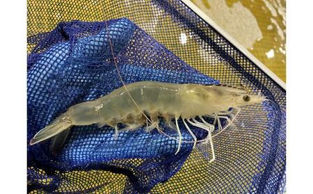 甲賀水晶えび 200g × 2パック