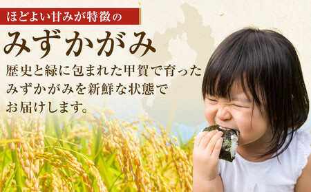 【令和7年産】近江米みずかがみ白米10kg（5kg×2袋）