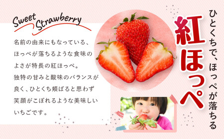 いちご　紅ほっぺ　約1kg（250g×4パック）