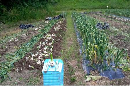 じゃんぼ黒忍にく（甲賀産ジャンボ黒にんにく）