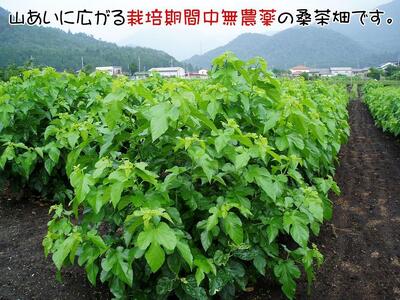 無農薬桑茶パウダー「桑茶美人」100g×3袋