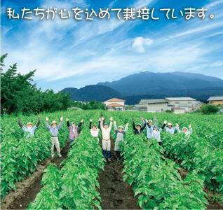 無農薬桑茶パウダー「桑茶美人」100g×3袋