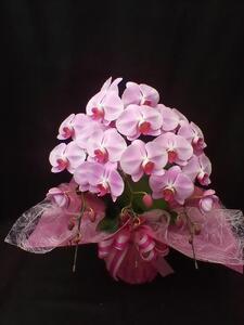 コチョウラン　ピンク （スモールサイズ）